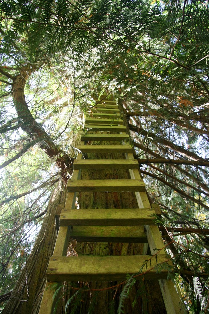 Cedar Creek Treehouse ladder