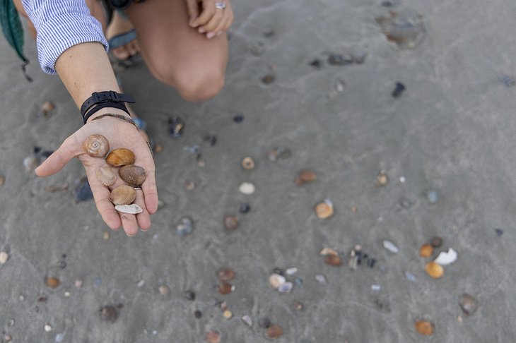 Little St. Simons Island Beach Seashells