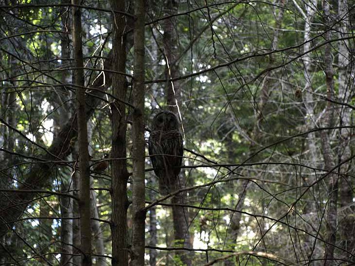 Owl in the Canadian forest