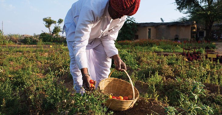 Lakshman Sagar morning harvest of vegetables