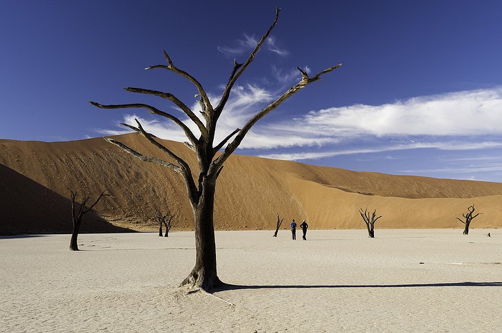 Namibian desert trees