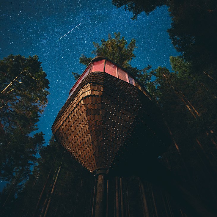 Woodnest And Starry Night