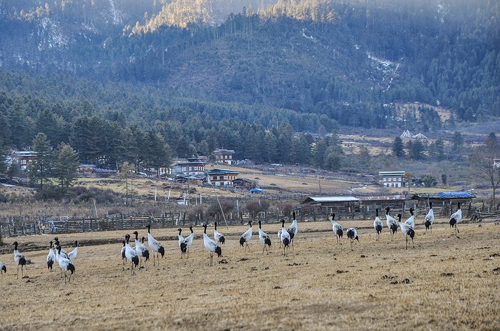 Gangtey Valley Wildlife