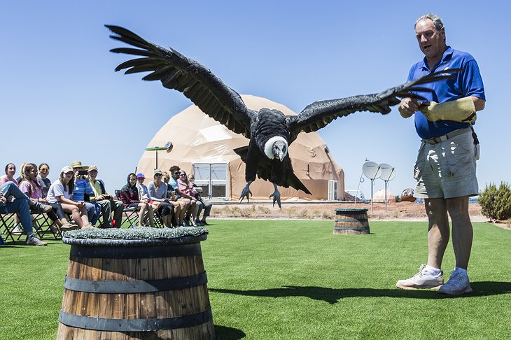 Clear Sky Resorts Falcon Show