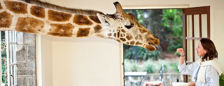 Giraffe in the room