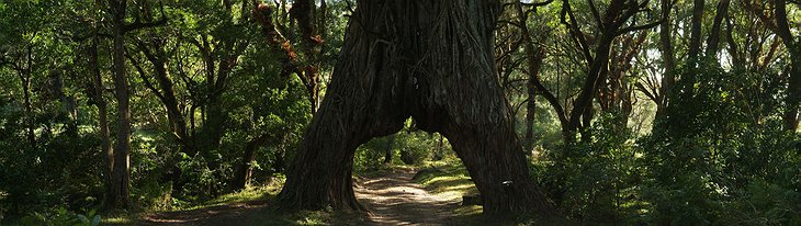 Tanzanian nature