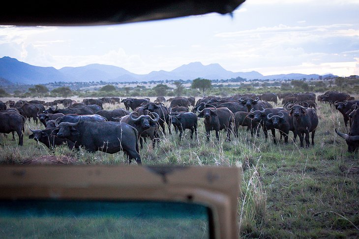 Kidepo Valley National Park Safari Buffaloes