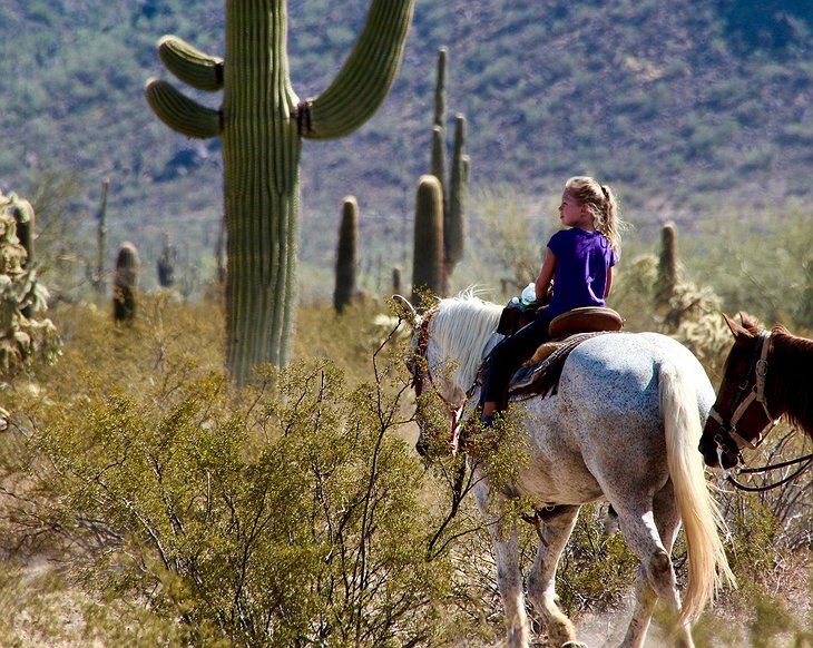Sonoran Desert Horseback Riding Among Cacti