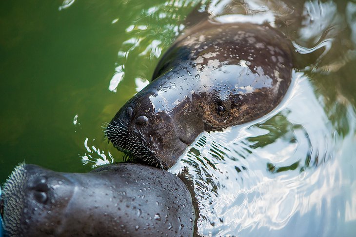 Amazon River Hippos