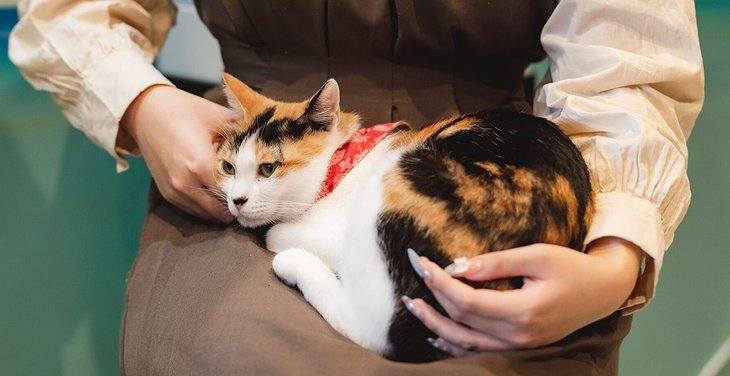 Cat Café petting