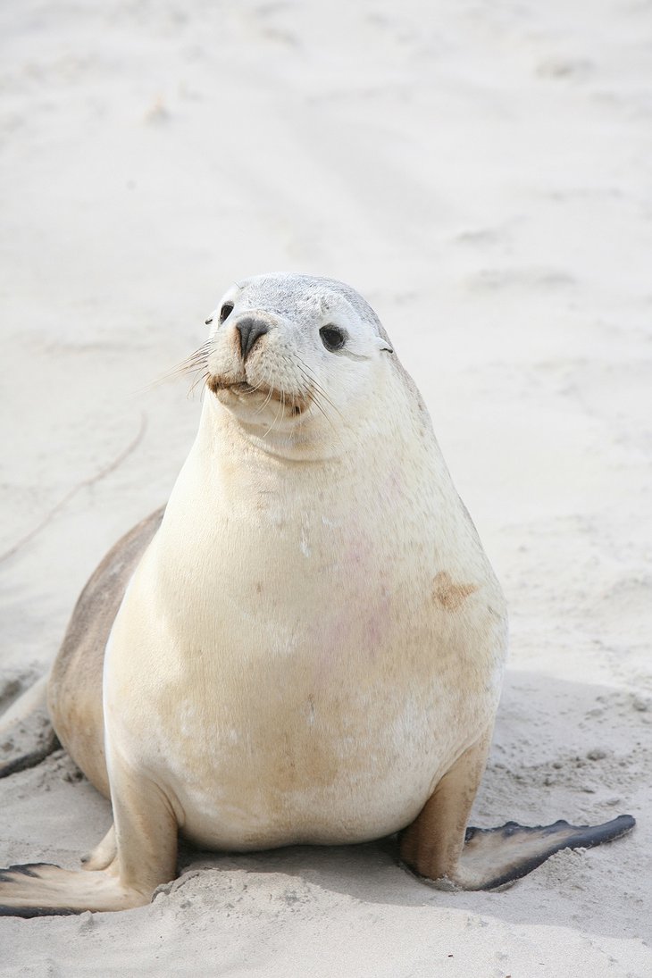 Sea lion on the Kangaroo Island