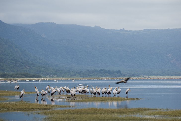 Birdlife in Tanzania