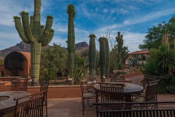 White Stallion Ranch Patio With Cactuses