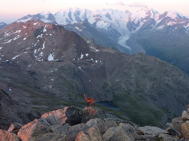 Goat in the Alps