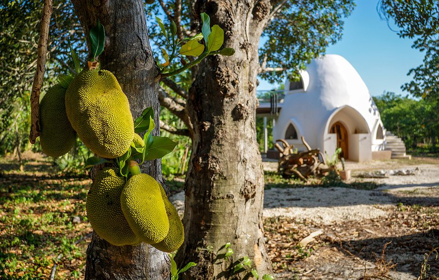Jackfruit Jungle Paradise - Sleep in a Superadobe Dome in the Mayan Jungle