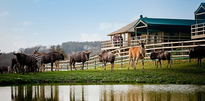 Giraffe Lodge – The UK’s Only Overnight Safari Lodge