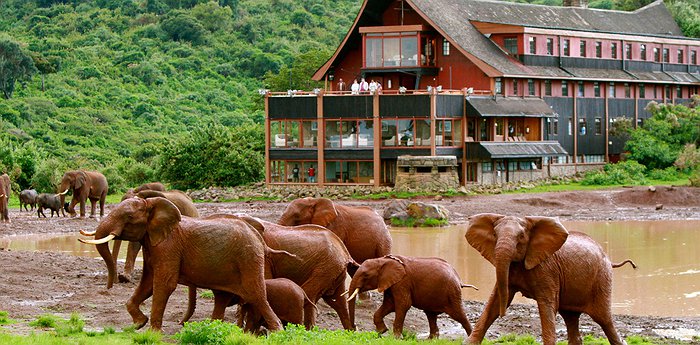 The Ark Kenya - Wildlife Spotting From Your Balcony In The Aberdare National Park