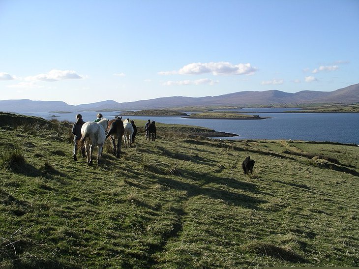 Inish Turk Beg horses