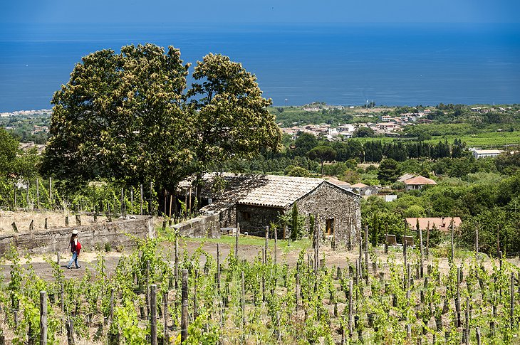 Foothills of Mount Etna