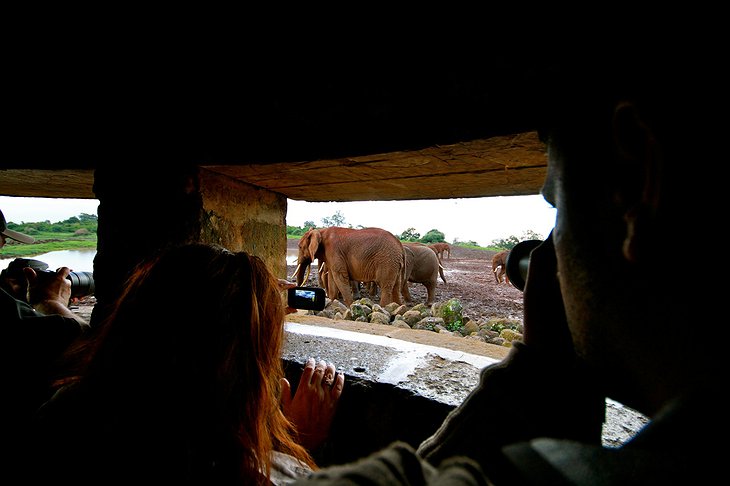 The Ark Kenya elephants in the waterhole