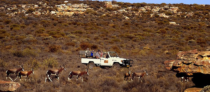 Safari on jeep
