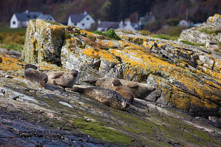 Scottish Sea Lions