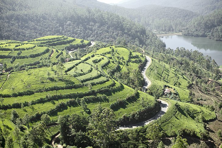 Nature around the hills of Kandapola