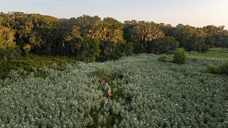 Little St. Simons Island Lodge Marsh Mallows