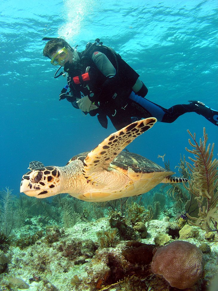 Belize Diving with Turtle