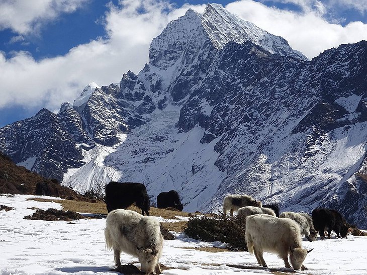 Himalayan Yaks