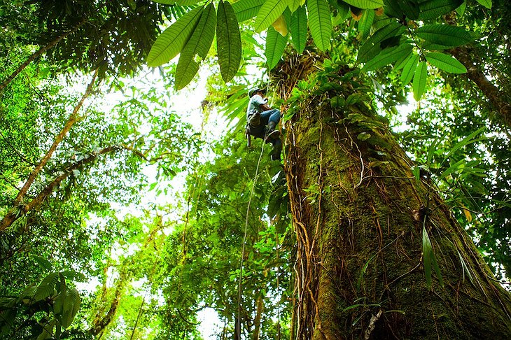 Tree climber