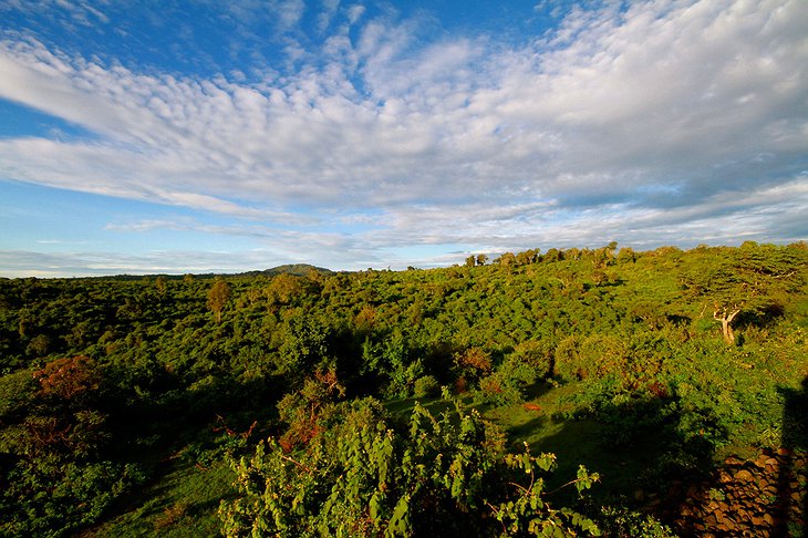 The Ark Kenya forest views