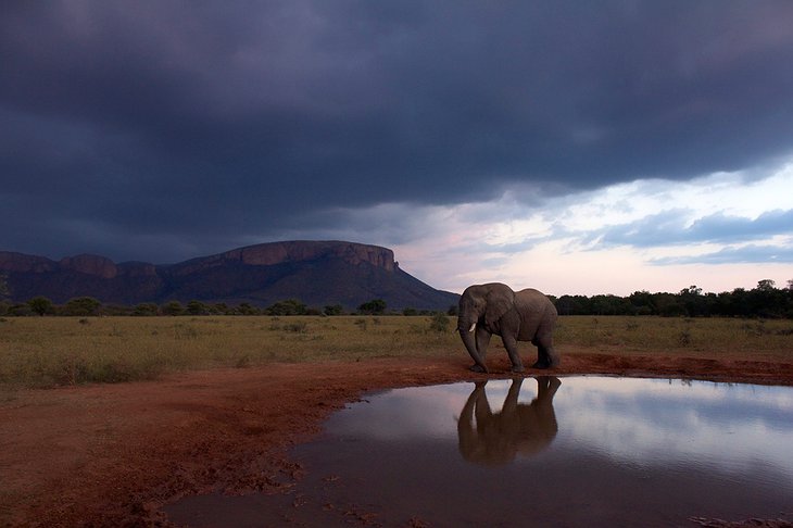 Marakele National Park pond with an elephant