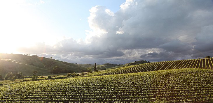 Tuscan nature