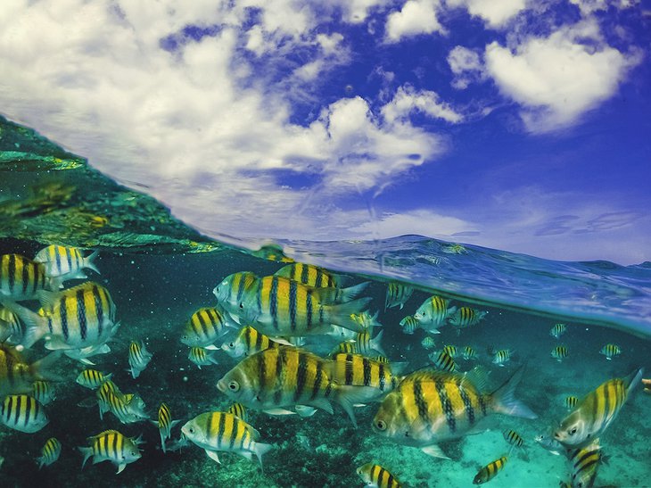 Colorful Fish In The Caribbean Sea In Negril