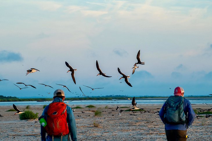 Little St. Simons Island Beach Bird Spotting