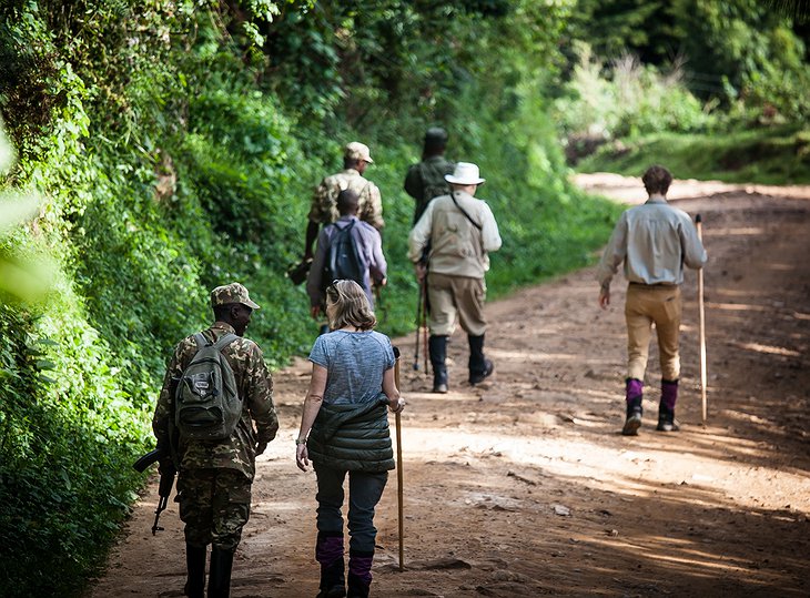 Bwindi Impenetrable Forest Trekking With Guides And Guards