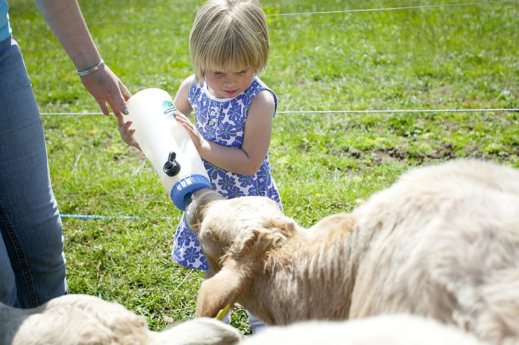 Feeding the sheep