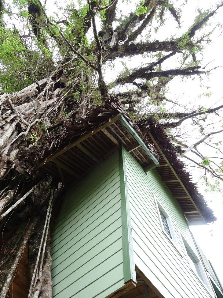 Looking up the tree house from the ground