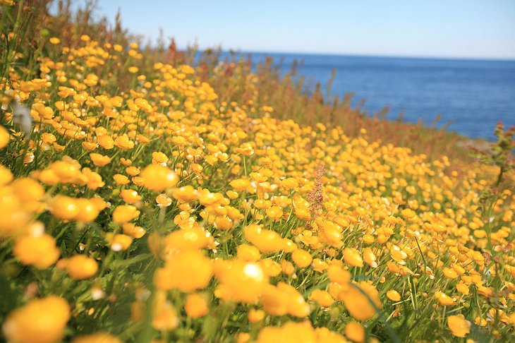 Svinoy Island flowers