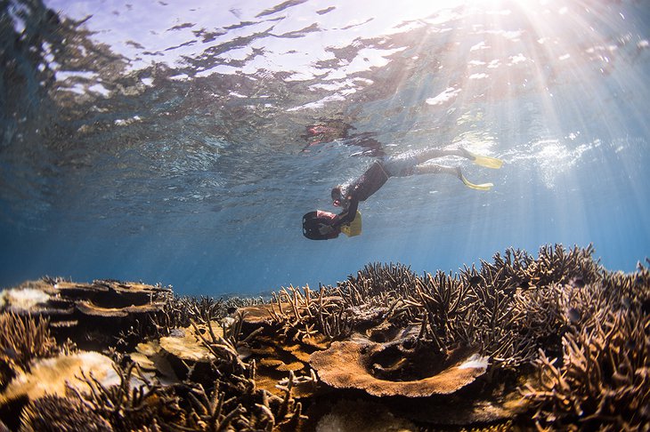 Laucala Island snorkeling