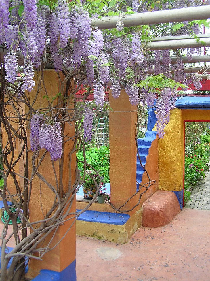 Wisteria