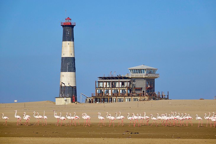 Pelicans in front of the Pelican Point Lodge