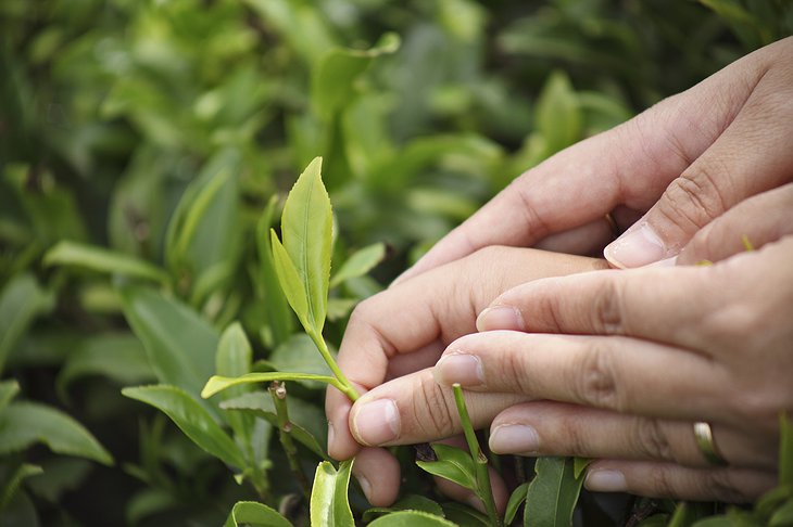 tea leafs