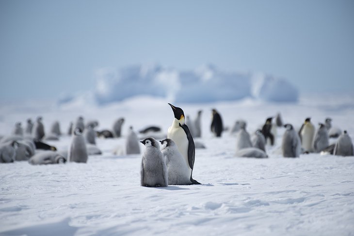 Emperor Penguin In The Atka Bay
