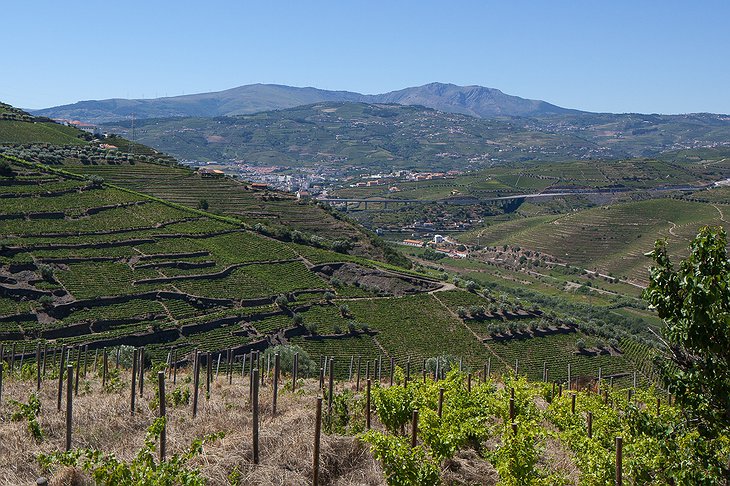 Quinta De Casaldronho vines