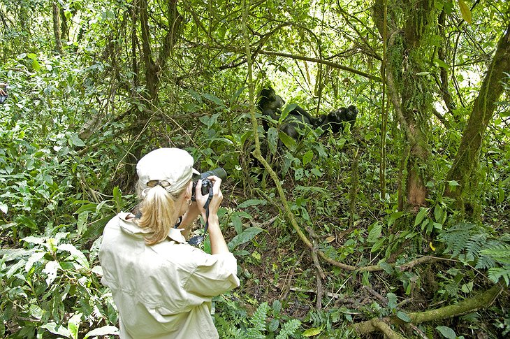Uganda gorilla spotting