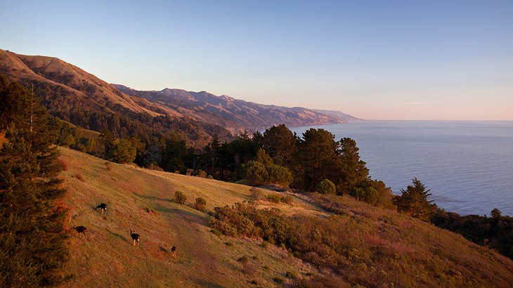 Big Sur wildlife