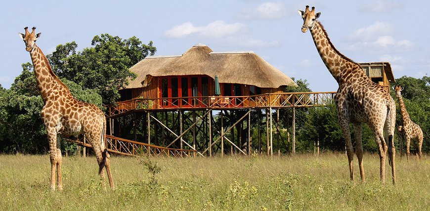 Pezulu Tree House Game Lodge - Blend Into The Bush