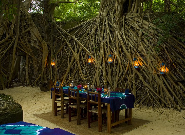 Dining in the jungle